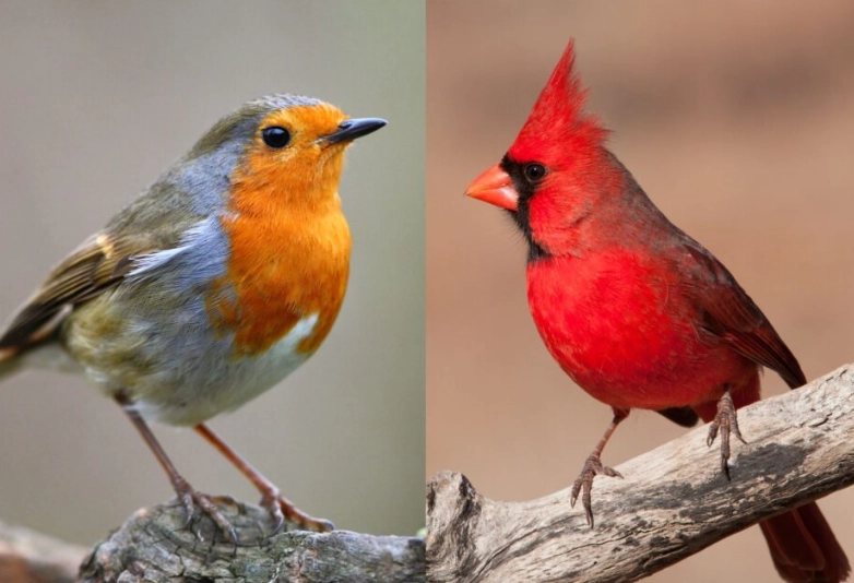 American Robin vs European Robin