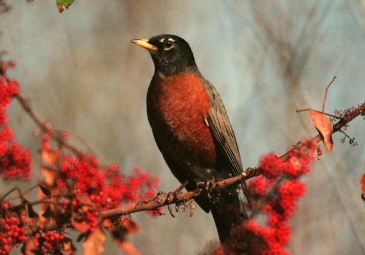 Turdus migratorius