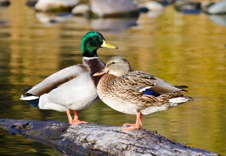 female mallard identification