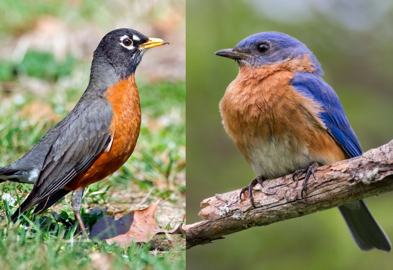 difference between robin and American Robin