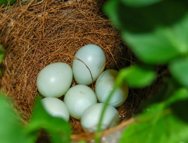 house finch egg identification
