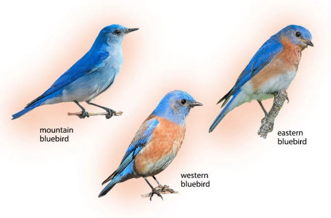 bird identification guide bird identification guide