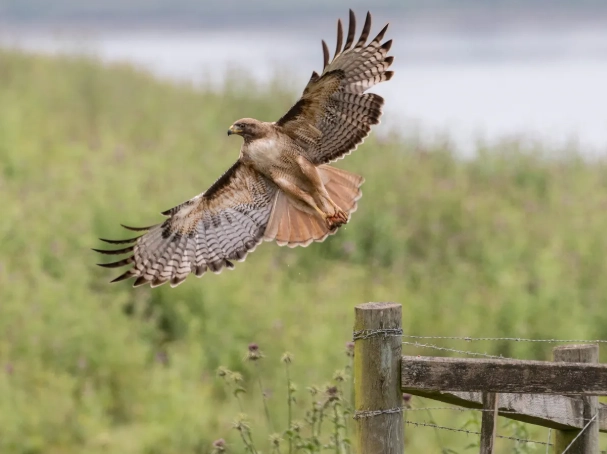 what eats red-tailed hawks
