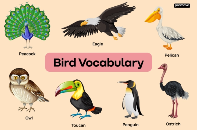 bird identification by color bird identification by color