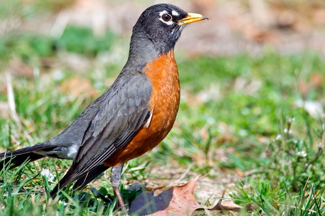 American robin scientific name