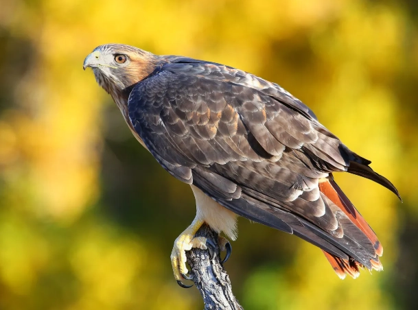 red-tailed hawk weight