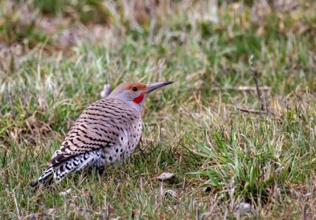 what does it mean when you see a Northern Flicker