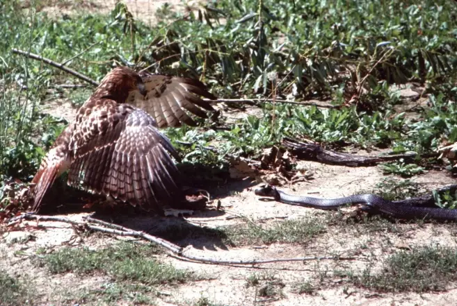 great horned owl vs red-tailed hawk