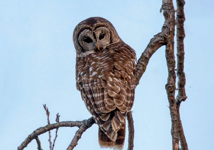 are barred owls rare are barred owls rare