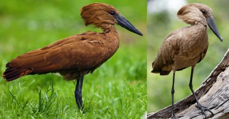 bird identification guide bird identification guide