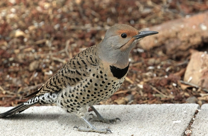 Northern Flicker spiritual meaning