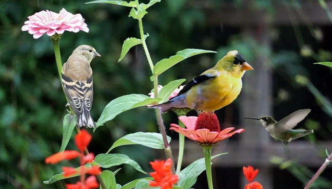 August bird watching