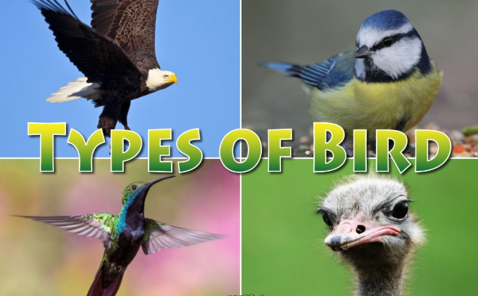 how to identify birds how to identify birds
