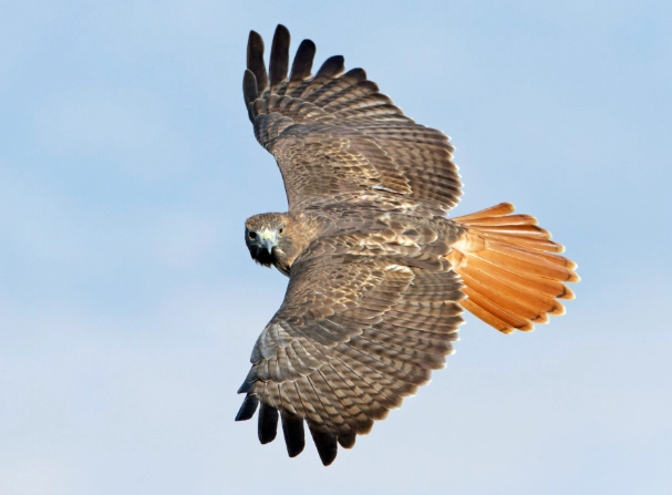 red-tailed hawk wingspan