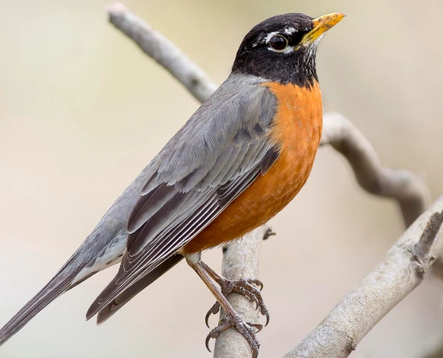 American robin scientific name