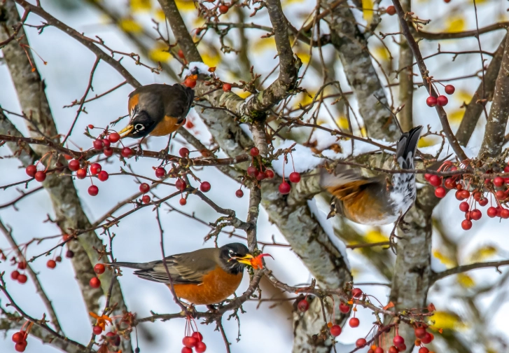 robin bird identification