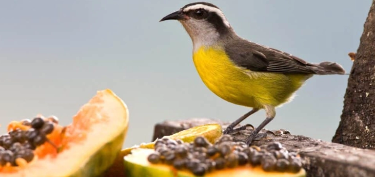 bird identification by color bird identification by color