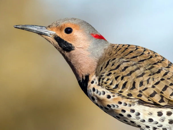 Northern Flicker spiritual meaning