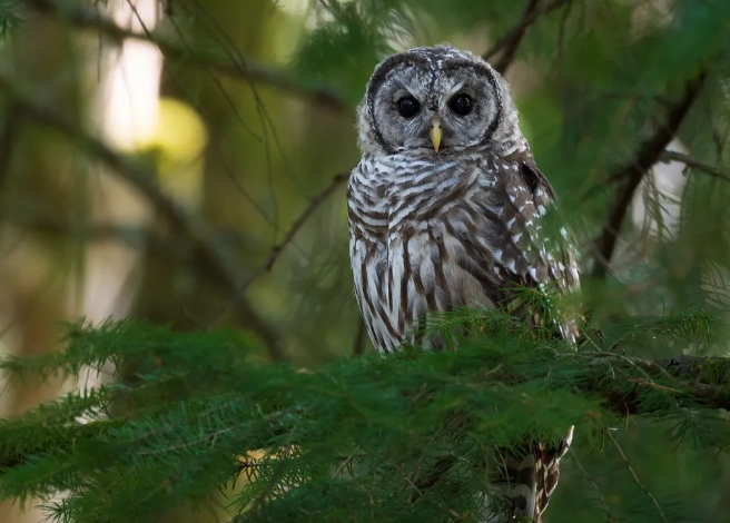 where to see barred owls where to see barred owls