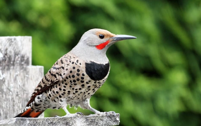 what does it mean when you see a Northern Flicker