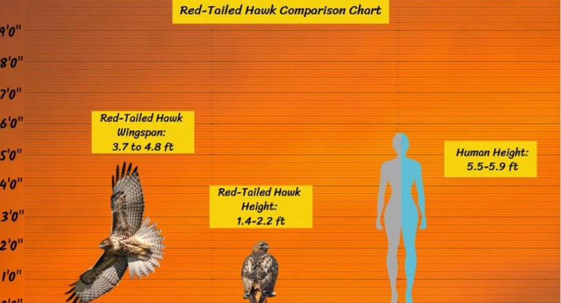 red-tailed hawk size