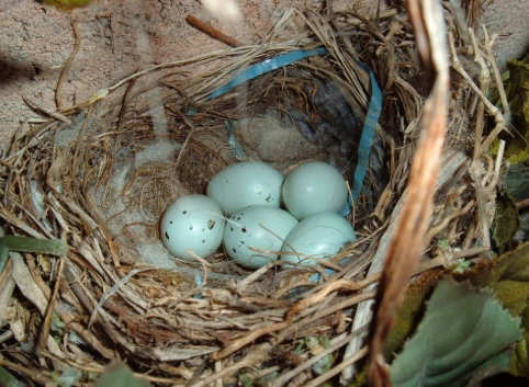 how long do house finch eggs take to hatch