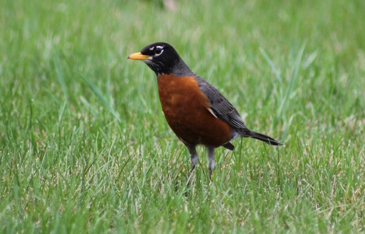 Turdus migratorius