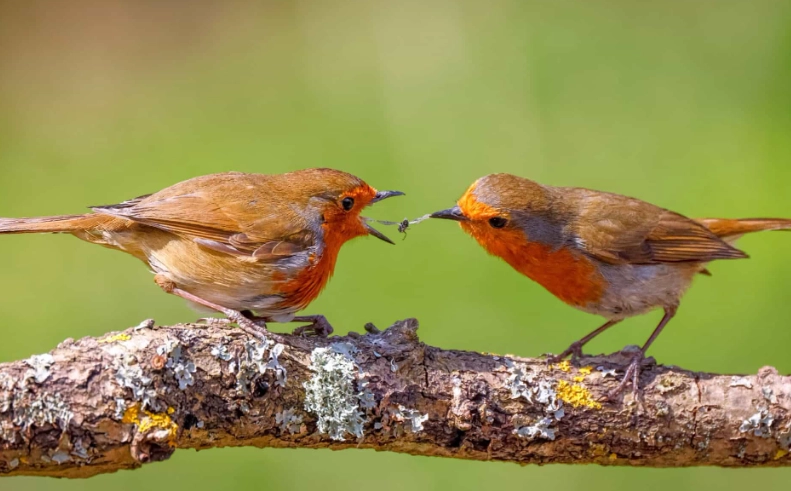 American Robin vs European Robin