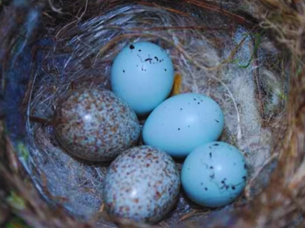 house finch egg identification
