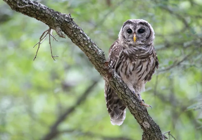 barred owl sighting barred owl sighting