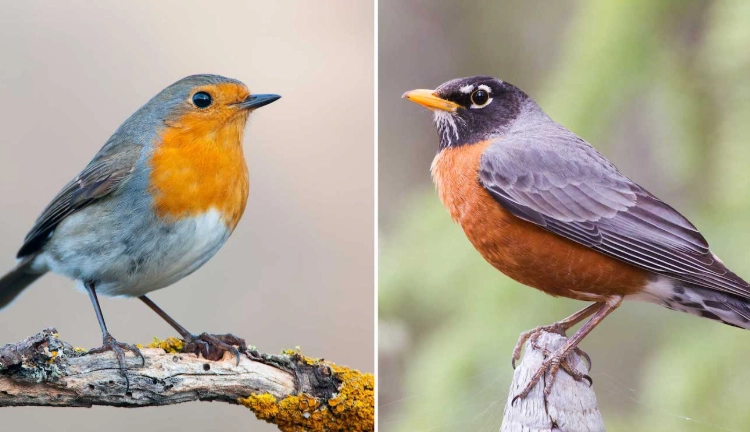 American Robin vs European Robin