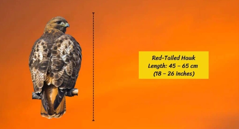 red-tailed hawk wingspan