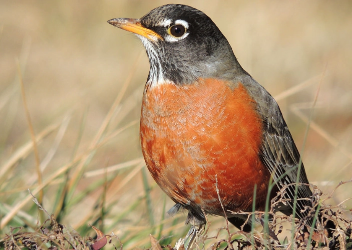 American robin scientific name