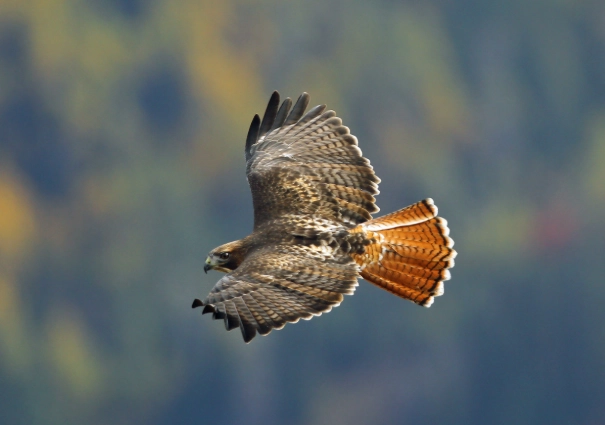 what eats red-tailed hawks