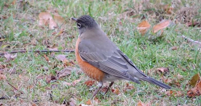 bird identification tips