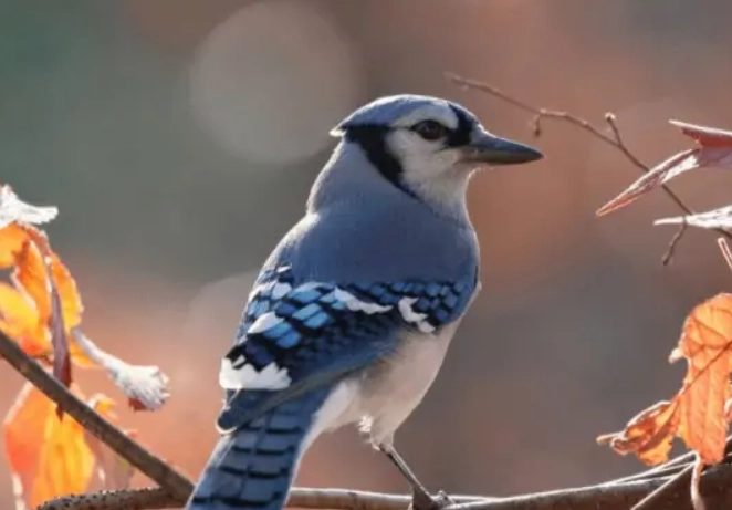 blue jay aggression
