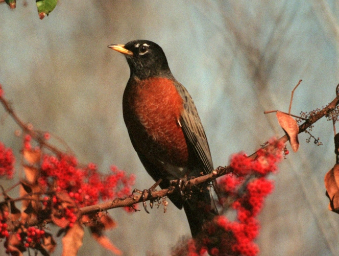 Are American Robins endangered
