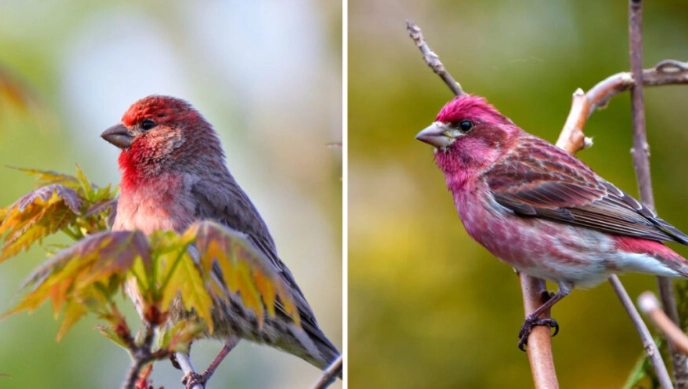 House Finch vs Purple Finch identification House Finch vs Purple Finch identification