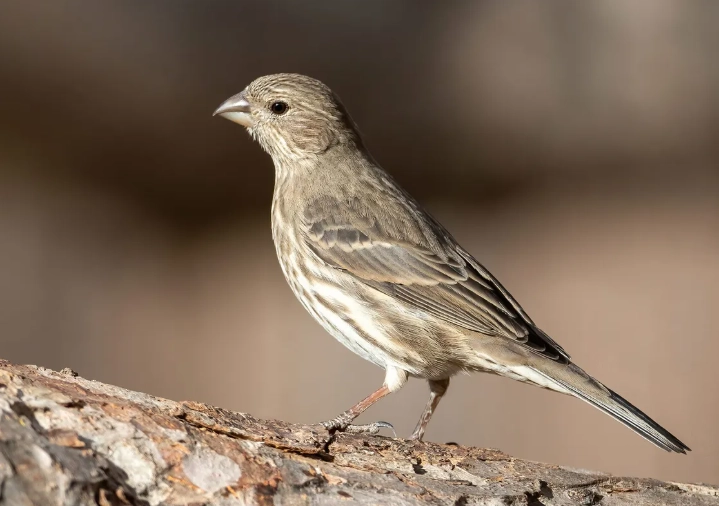 house finch female house finch female
