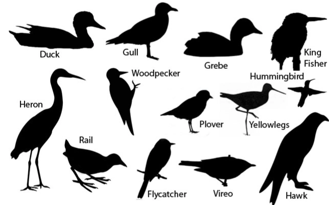 identifying birds by body shape