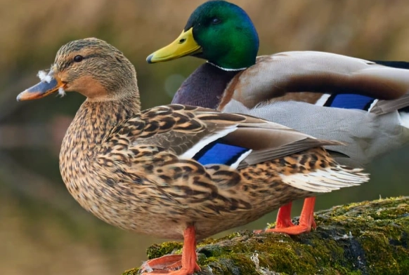 types of ducks