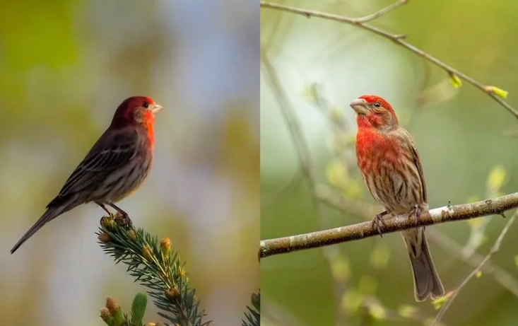 House Finch Purple Finch comparison House Finch Purple Finch comparison