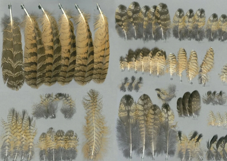 barred owl feather identification barred owl feather identification