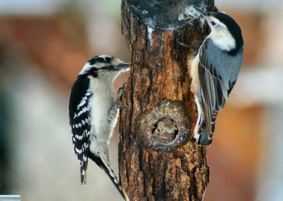 White-breasted Nuthatch vs woodpecker