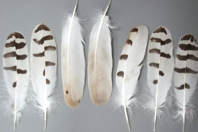barred owl feather meaning barred owl feather meaning