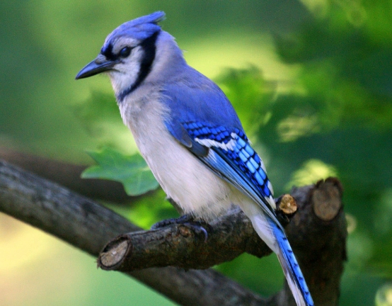 blue jay color meaning