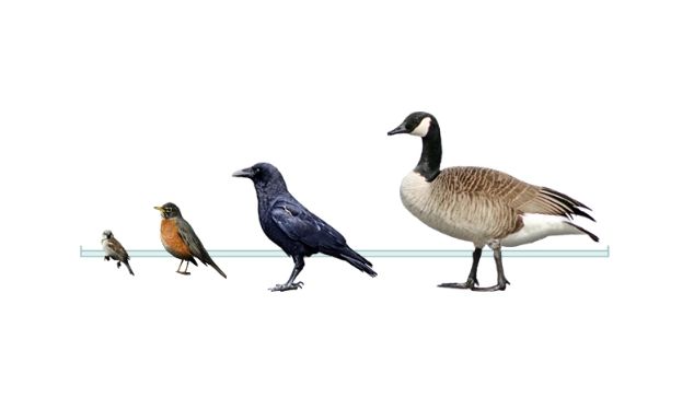 identifying birds by body shape