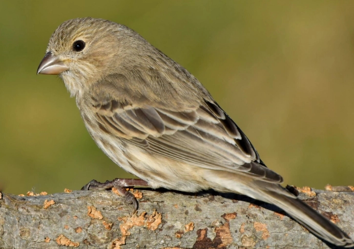 female finch identification female finch identification