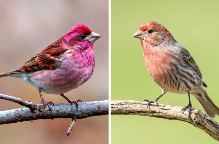 House Finch vs Purple Finch identification House Finch vs Purple Finch identification
