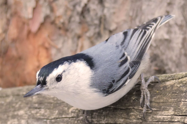 Are nuthatches woodpeckers